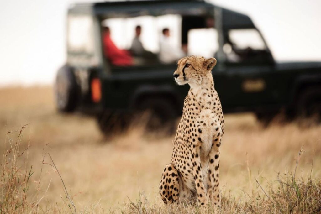 masai mara, serengeti, kenya safari, tanzania safari
